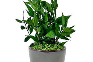 アスパラミントグリーン｜A&K 株式会社.　プリザーブドフラワー販売