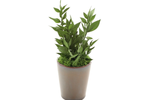 アスパラミントグリーン｜A&K 株式会社.　プリザーブドフラワー販売