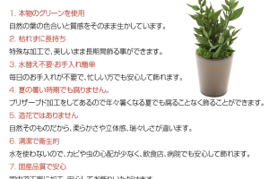 アスパラミントグリーン｜A&K 株式会社.　プリザーブドフラワー販売