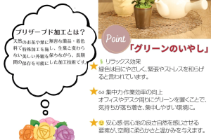 アスパラミントグリーン｜A&K 株式会社.　プリザーブドフラワー販売