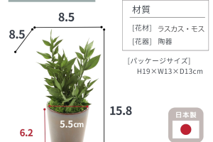 アスパラミントグリーン｜A&K 株式会社.　プリザーブドフラワー販売