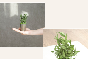 アスパラミントグリーン｜A&K 株式会社.　プリザーブドフラワー販売