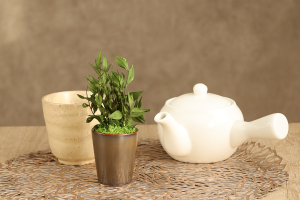 アスパラミントグリーン｜A&K 株式会社.　プリザーブドフラワー販売