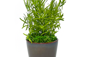 ラスカスグリーン｜A&K 株式会社　プリザーブドフラワー販売