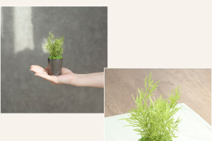 ラスカスグリーン｜A&K 株式会社　プリザーブドフラワー販売