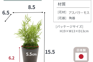 ラスカスグリーン｜A&K 株式会社　プリザーブドフラワー販売